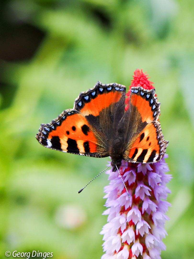 Kleiner Fuchs am 27.6. an Orchideen-Primel 20210627