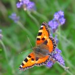 Kleiner Fuchs am Lavendel