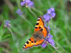 Kleiner Fuchs am Lavendel