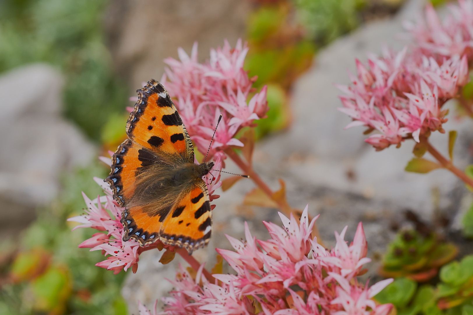 Kleiner Fuchs am Sedum