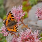 Kleiner Fuchs am Sedum