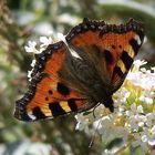 Kleiner Fuchs am Sommerflieder