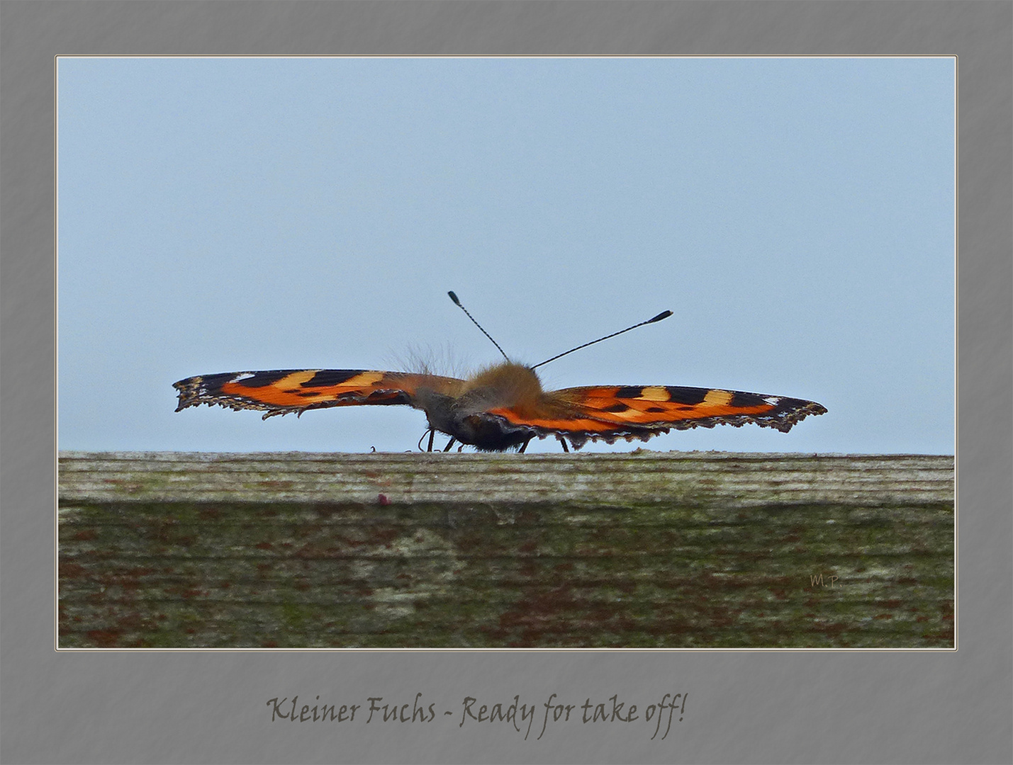 Kleiner Fuchs am Start