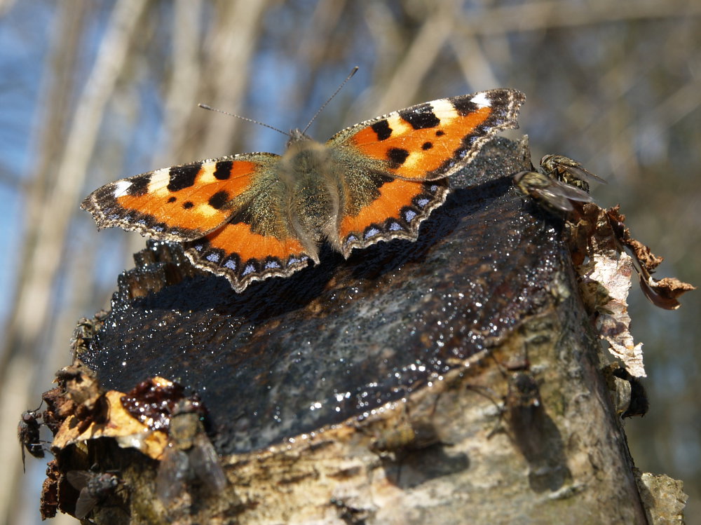 Kleiner Fuchs an der Birkenbar