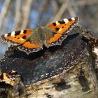 Kleiner Fuchs an der Birkenbar