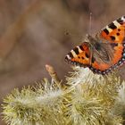 Kleiner Fuchs an der Salweidenblüte