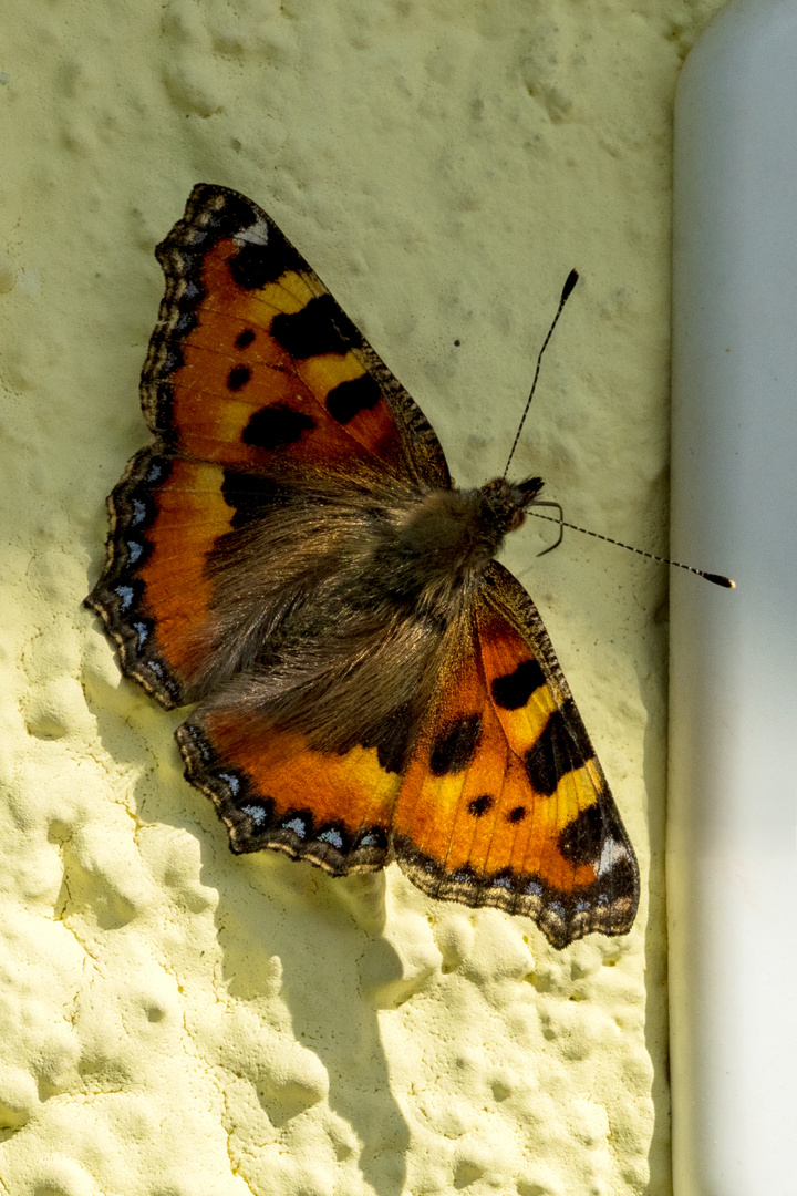 Kleiner Fuchs an Hauswand