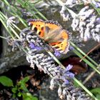 Kleiner Fuchs an Lavendel