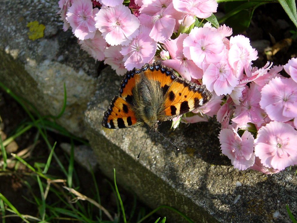 " Kleiner Fuchs an Phlox "