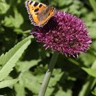 Kleiner Fuchs auf Alliumblüte