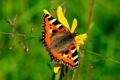 Kleiner Fuchs auf Arnica montana