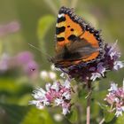 Kleiner Fuchs auf Blüte 001