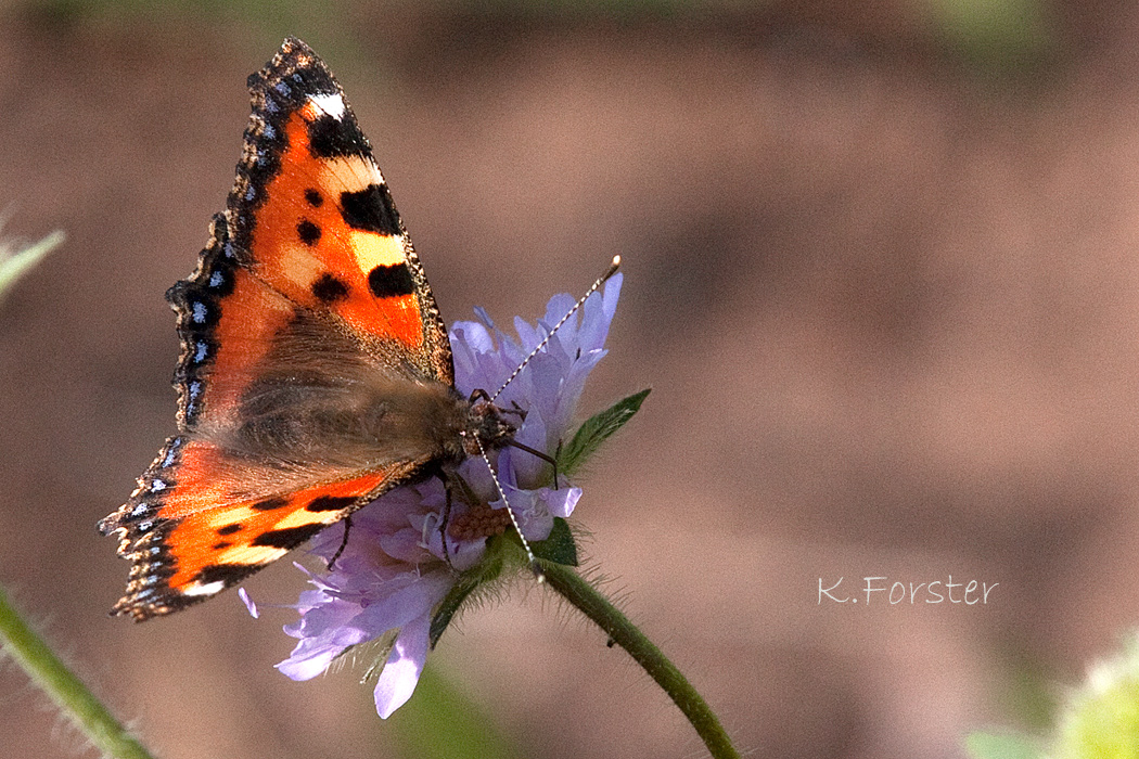 Kleiner Fuchs auf Blüte