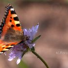 Kleiner Fuchs auf Blüte