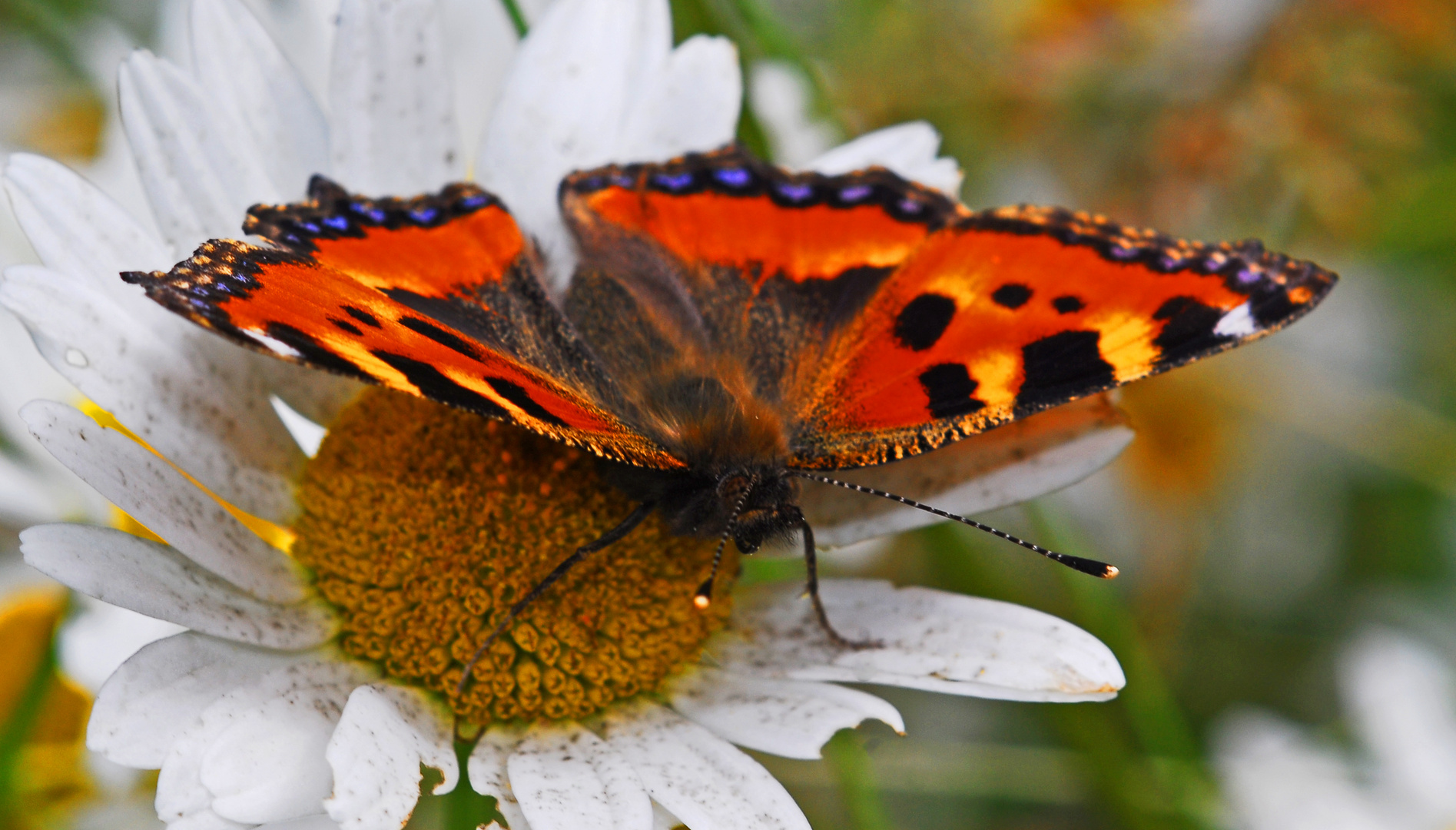 "Kleiner Fuchs" auf Blüte