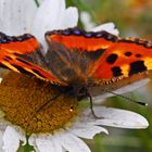 "Kleiner Fuchs" auf Blüte