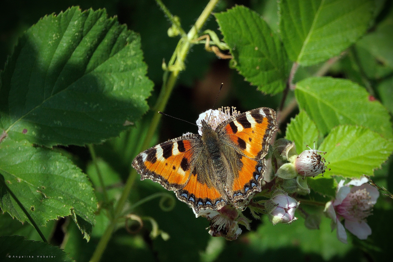 Kleiner Fuchs auf Brombeere