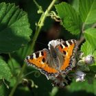 Kleiner Fuchs auf Brombeere