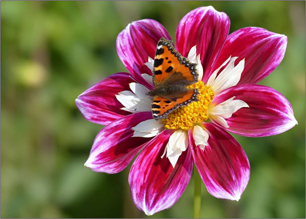 Kleiner Fuchs  auf  "Collerette Princess" ...