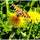  Kleiner Fuchs auf der Löwenzahnblüte beim Naschen 