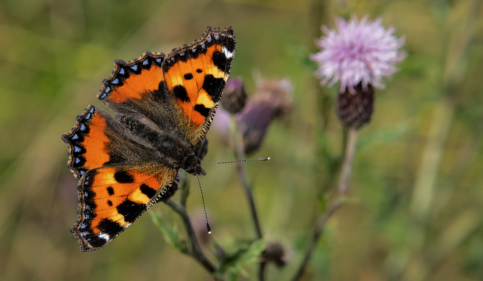 Kleiner Fuchs  auf Distel 001