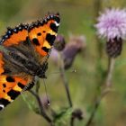 Kleiner Fuchs  auf Distel 001