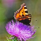 Kleiner Fuchs auf Distelblüte