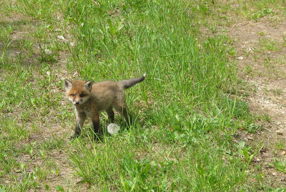 Kleiner Fuchs auf einem Feldweg