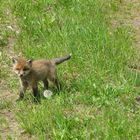 Kleiner Fuchs auf einem Feldweg