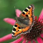 Kleiner Fuchs auf einer Purpur-Sonnenhutblüte