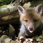 Kleiner Fuchs auf Entdeckungstour