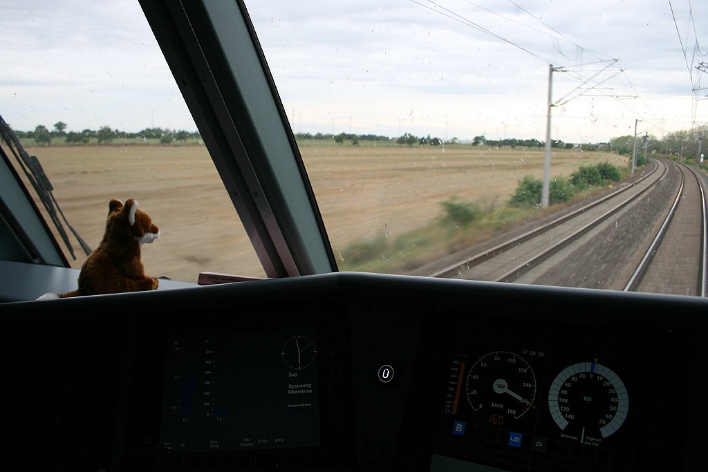 Kleiner Fuchs auf großer Reise