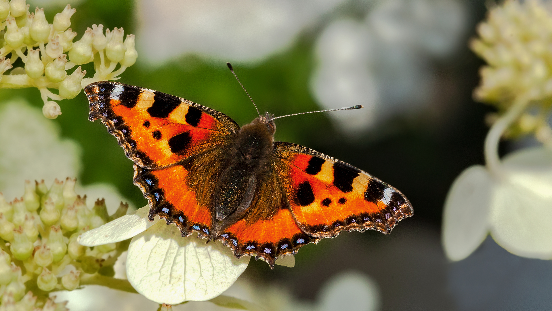 Kleiner Fuchs auf Hortensienblüte