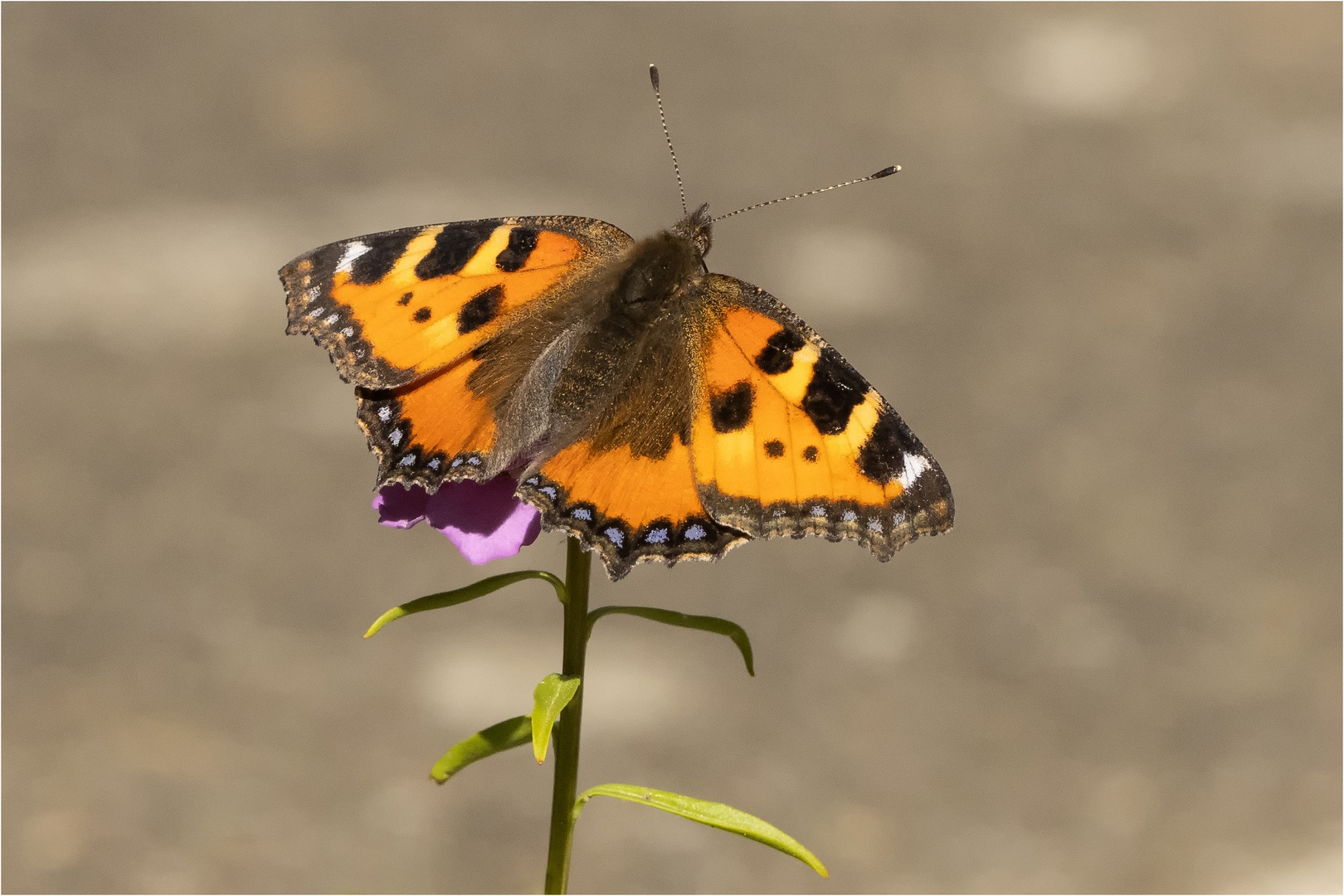 Kleiner Fuchs auf Iberis - Blüte  .....