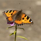 Kleiner Fuchs auf Iberis - Blüte  .....