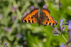 Kleiner Fuchs auf Katzenminze