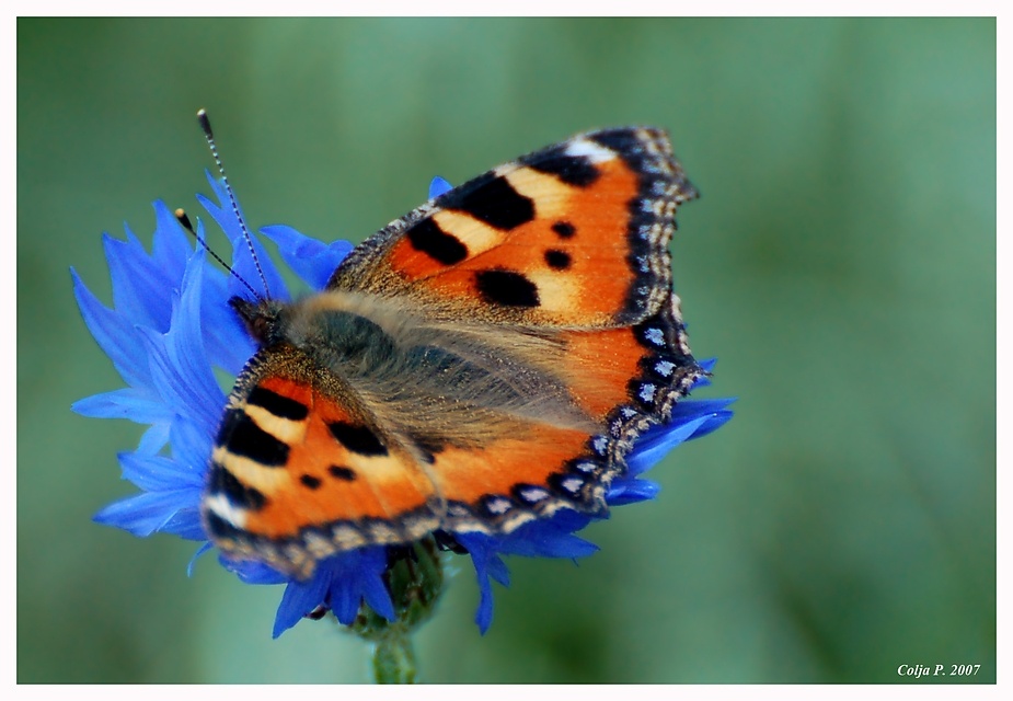 Kleiner Fuchs auf Kornblume