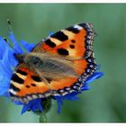 Kleiner Fuchs auf Kornblume