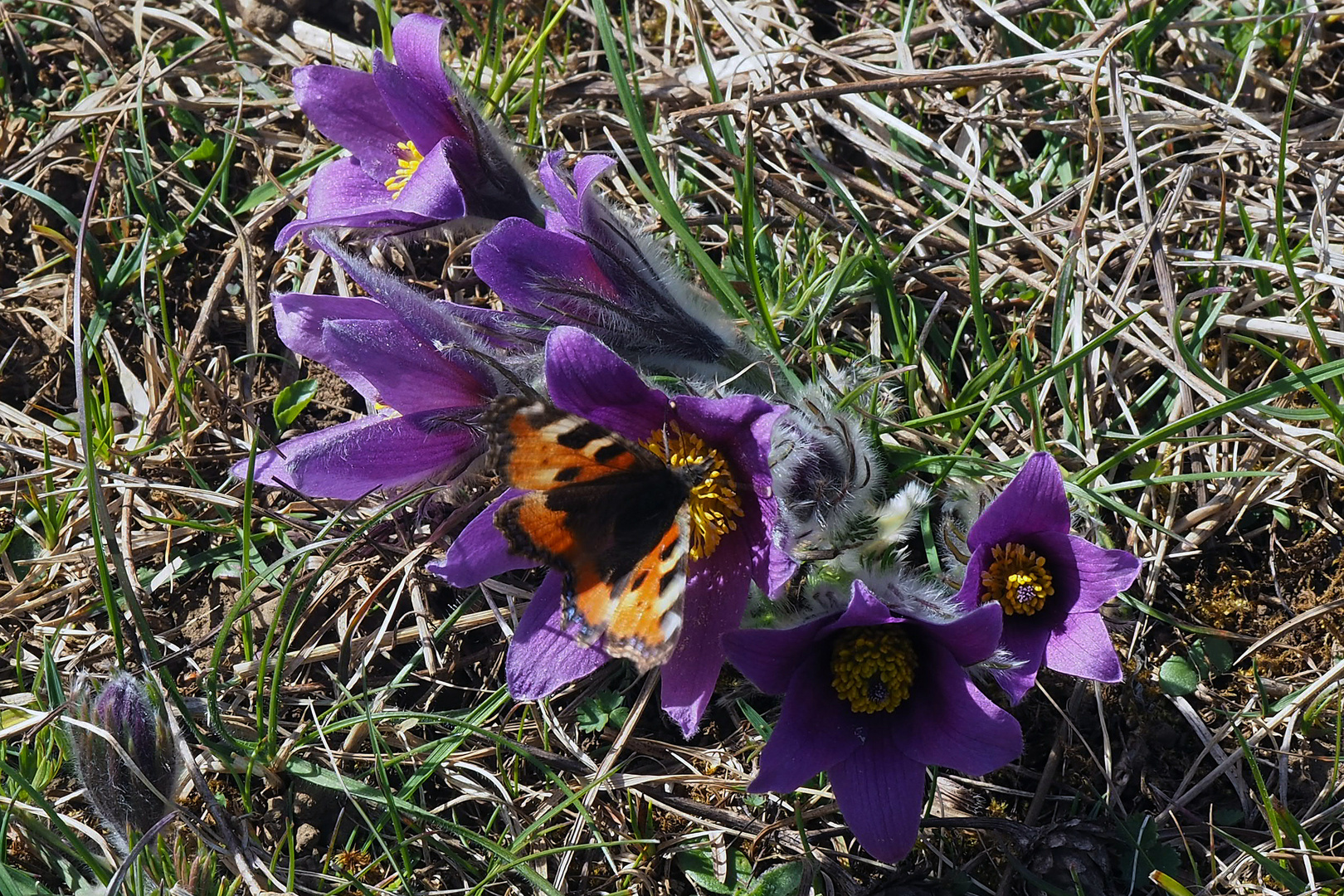 Kleiner Fuchs auf Küchenschelle