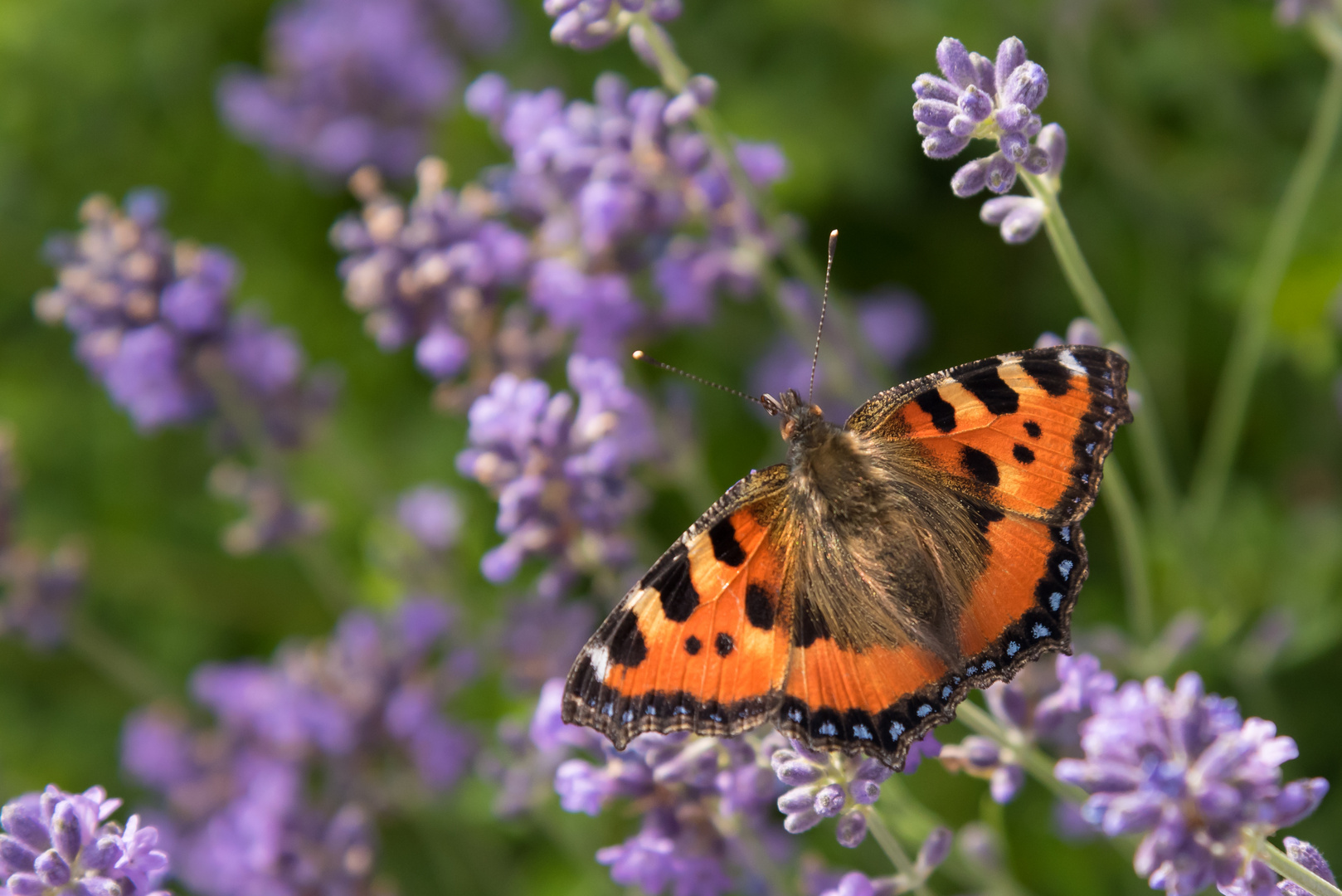 Kleiner Fuchs auf Lavendel