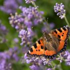 Kleiner Fuchs auf Lavendel