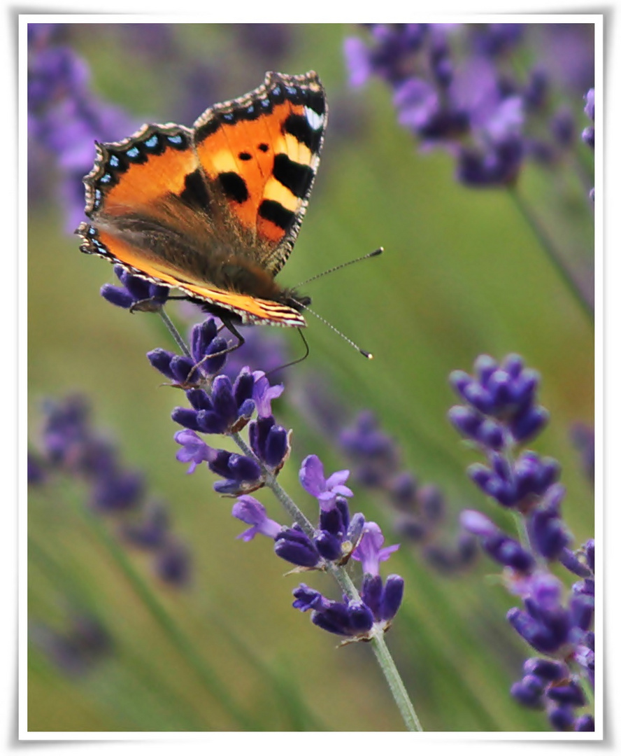 Kleiner Fuchs auf Lavendel