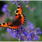 Kleiner Fuchs auf Lavendel