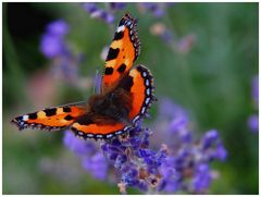 Kleiner Fuchs auf Lavendel