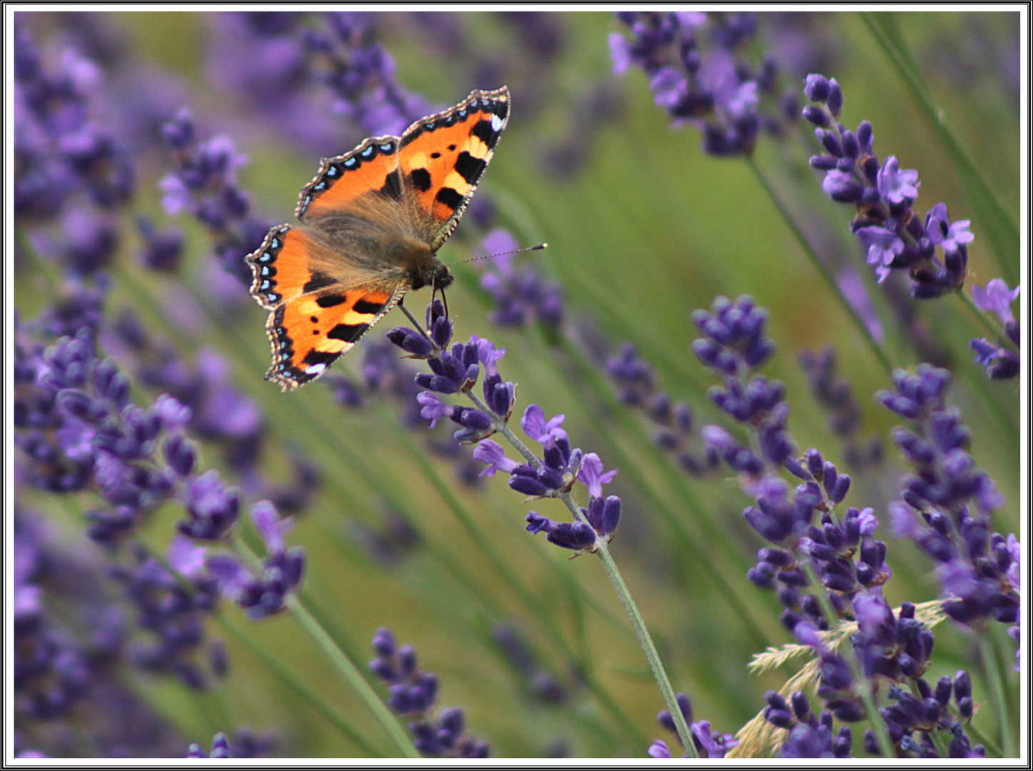 Kleiner Fuchs auf Lavendel