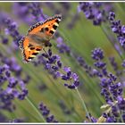 Kleiner Fuchs auf Lavendel