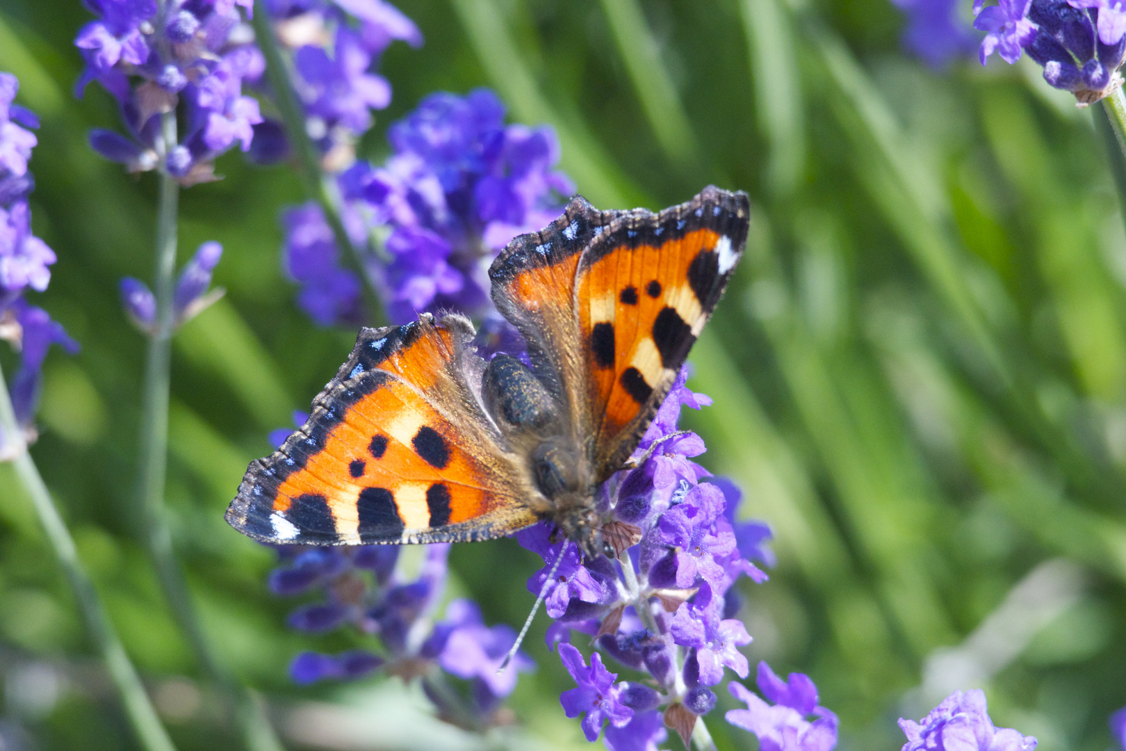 Kleiner Fuchs auf Lavendel