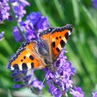 Kleiner Fuchs auf Lavendel