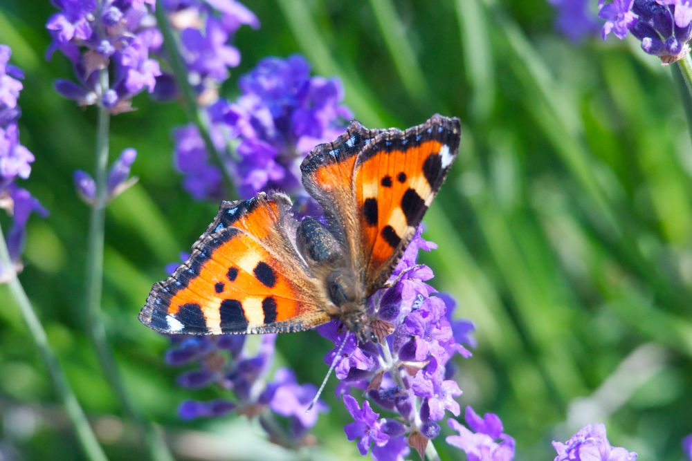 Kleiner Fuchs auf Lavendel