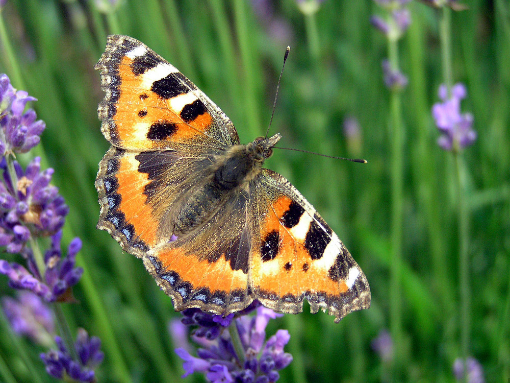 Kleiner Fuchs auf Lavendel